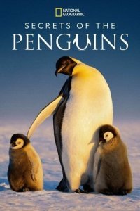 Тайны пингвинов 1 сезон (сериал, 2025)
