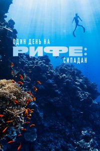 Один день на рифе: Сипадан (фильм, 2024)